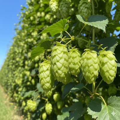 Hops.